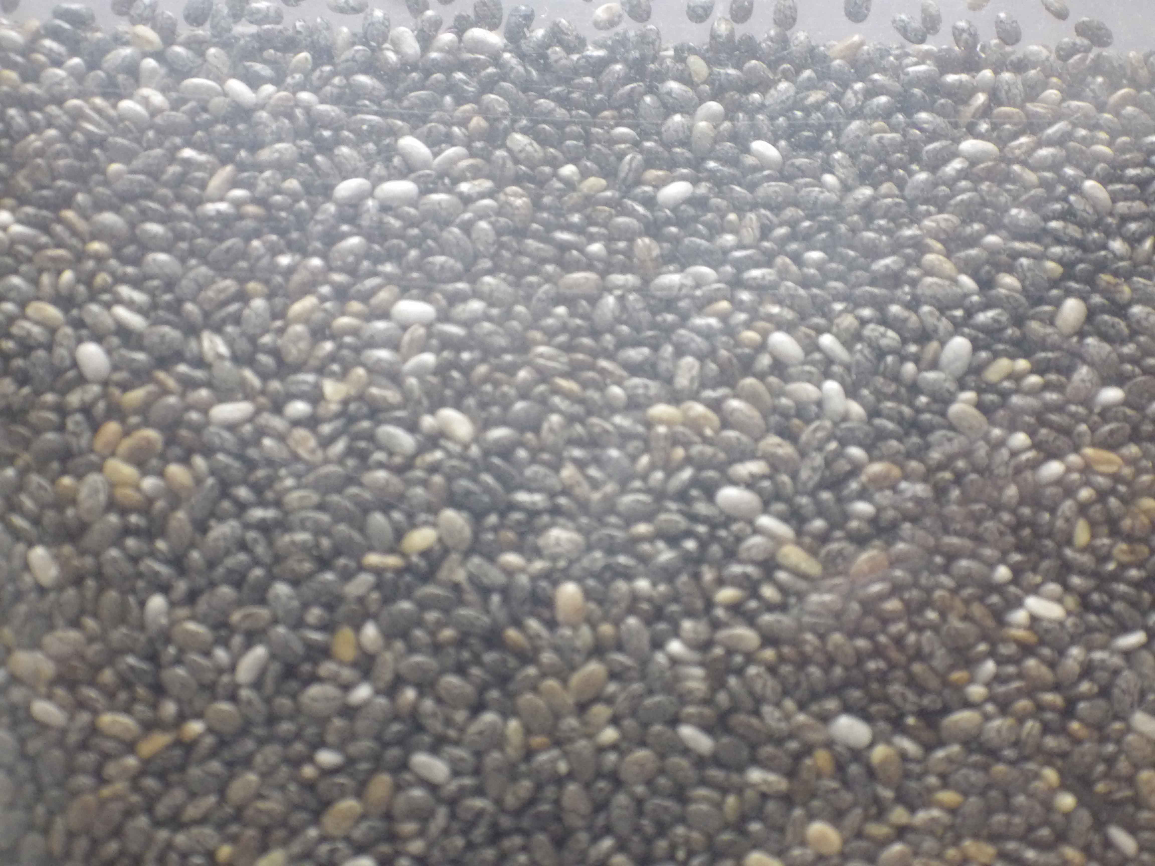 Chia_semilla. Chia_semilla.
